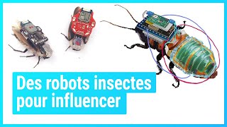 Des robots insectes qui influencent le comportement   Matière Grise [upl. by Fugere]