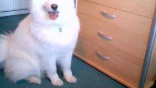 Nikita the Samoyed [upl. by Katonah]