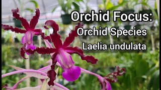 Orchid Focus Laelia undulata Orchid Species in Bloom also known as Schomburgkia undulata [upl. by Eldoree43]