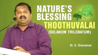 சளி வறட்டு இருமல் ஆஸ்துமா தைரொய்ட் பிரச்சனைகளுக்கு சிறந்த நிவாரணி  தூதுவளை கீரை [upl. by Jaala503]