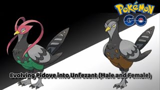 Pokemon GO  Evolving Pidove into Unfezant Male and Female [upl. by Sherye470]