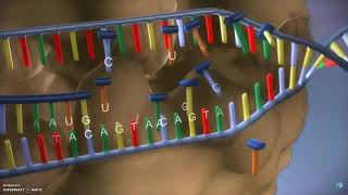 DNA translatie transcriptie en eiwitsynthese [upl. by Acirahs734]