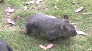 Wombat joey Bert from Potoroo Palace [upl. by Samuelson351]