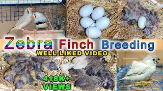 Zebra Finch Breeding  Eggs laying to eggs hatching full breed [upl. by Enasus]