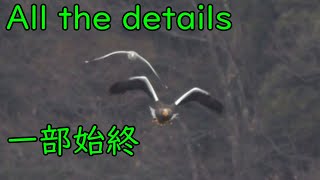 eagle hunts fish  山本山オオワシ3分ハンティング狩りの一部始終  野鳥 wild birds [upl. by Sivrad]