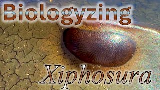 Biologyzing a Preserved Horseshoe Crab Xiphosura [upl. by Puett816]