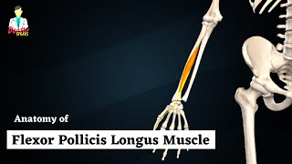 Flexor Pollicis Longus Muscle Anatomy  Deep Muscle of Anterior Forearm  Doctor Speaks [upl. by Schlessinger]