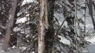 Extreme ski at Le Massif  Mont a liguori  95cm of powder snow [upl. by Galang823]