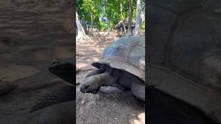 The Giant Aldabra tortoises of Prison Island Zanzibar 🐢🐢 africansafari youtubeshorts moreviews [upl. by Skinner149]