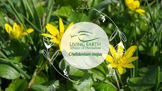 Medicinal Properties of Celandine Herb Chelidonium majus Michael Vertolli [upl. by Tima]