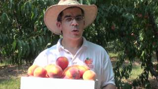 Peach Picks for South Carolina  13 Cresthaven  Everything About Peaches [upl. by Llyrrad]