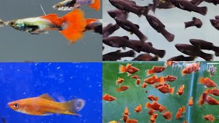 Guppies Mollies Swordtails and Platies  A Crash Course on Popular Livebearers [upl. by Cristine872]