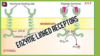 Transmembrane enzyme linked receptors [upl. by Pentha]