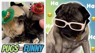 The Funniest Dog Breed EVER Pug Shorts Compilation [upl. by Adnamra469]