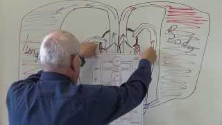 Cardiovascular System 7 Circulation of the blood [upl. by Plantagenet]