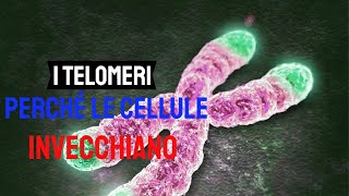 I telomeri perché le cellule invecchiano [upl. by Harod376]