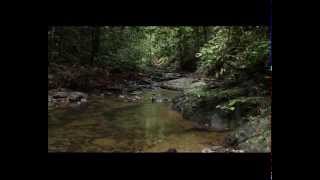 Bruneis Ulu Temburong National Park [upl. by Daukas350]