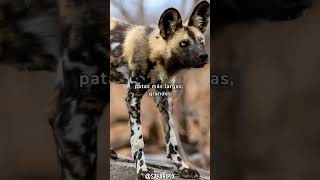 Conoce todo sobre el Licaón el perro salvaje africano Lycaon pictus  SafariPix [upl. by Mcmullan]