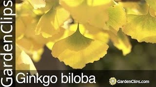 Ginkgo Biloba Tree  Maidenhair Tree  Grow Ginkgo tree in your garden  What Gingko Tree likes [upl. by Rivy]