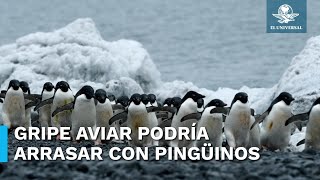 Gripe aviar llega por primera vez a la Antártida y enciende alertas [upl. by Dabbs]