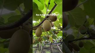 New technique for growing kiwi plant kiwi kiwigreen farming viral garden shorts [upl. by Atela]