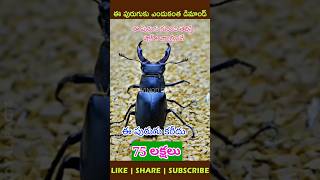 costliest insects in the world shorts yt trending viral facts youtubeshorts viral [upl. by Aisereht]