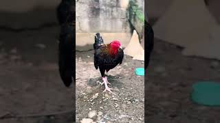 Backyard visit lang sort chicken rooster farm babyrooster [upl. by Arianne]