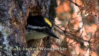 Amazing Birds of Vermont [upl. by Laurinda]