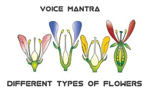 Based on position on Thalamus Flowers typesBiology  Morphology Of flowering plantsvoice Mantra [upl. by Granny774]