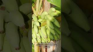 Les bienfaits nutritionnels de la banane [upl. by Mame]