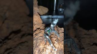 Breeding the CUTEST SPIDER in the world 🥹🥴 must watch [upl. by Nepsa]