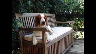 Welsh Springer Spaniels [upl. by Seyah]