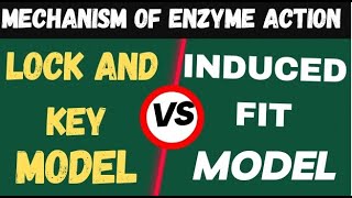 Mechanism of Enzyme Action  Lock and key Model vs Induced Fit Model  How enzyme works [upl. by Fredericka]