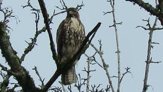 2024 RedTailed Hawk Tukwila Wa 7364159 [upl. by Buchanan629]