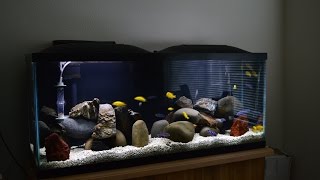 African Cichlids  Mbuna Stripping  Demasoni amp Yellow Labs  Water Change  Breeding Colony [upl. by Nagey]