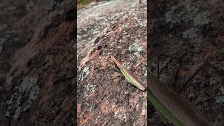 Praying Mantis at Norvin Green Forest [upl. by Airotnahs]