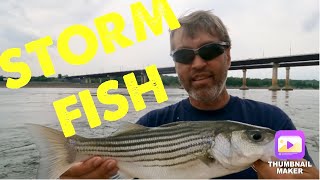 Skipjack and catfish  Kentucky Dam and Lake Barkley [upl. by Leonhard305]