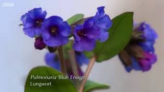 Pulmonaria lungwort [upl. by Elac636]