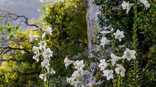 שושן צחור בכרמל 🌸 Lilium candidum Mt Carmel [upl. by Shirk]