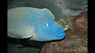 Facts The Napoleon Fish Humphead Wrasse [upl. by Lihas]