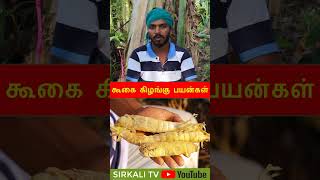 குழந்தையின் வயிற்றுப் போக்கு நிறுத்தும் கூகை கிழங்கு  Arrowroot porridge  அரை ரொட்டி கஞ்சி [upl. by Klemens]