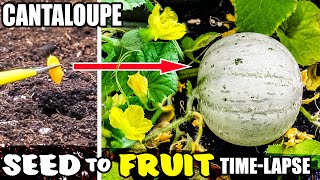 Growing Cantaloupe Plant From Seed To Melon 101 Days Time Lapse [upl. by Lenej]