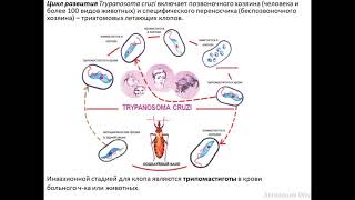 Трипаносомы Trypanosoma brucei rhodesiense et Trypanosoma cruzi [upl. by Oidacra]