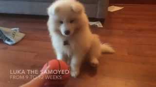 Luka  Samoyed puppy 912 weeks old [upl. by Asin525]