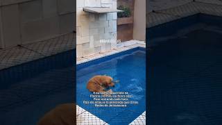 Deve ser refrescante piscina piscinas rededeprotecao piscinasmodernas cachorro dog proteção [upl. by Brawner994]