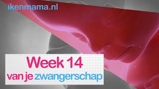 14 weken zwanger  ikenmamanl [upl. by Seaden]