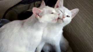 White Cats Licking each other [upl. by Barrett927]