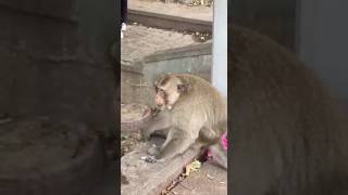 Big Monkey monkeylove monkey naturemonkey babyanimal naturewildlife shortvideo [upl. by Eicyaj785]