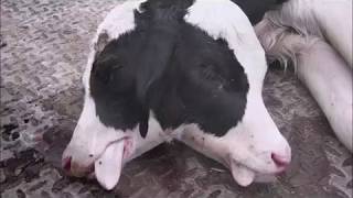 Stillborn Holstein Calf with Two Heads  Polycephaly [upl. by Yci251]