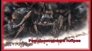 Pseudoneoponera rufipes обзор Непростые гиганты [upl. by Ylen]